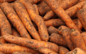 Marchew nie myta Bio 0,5kg 