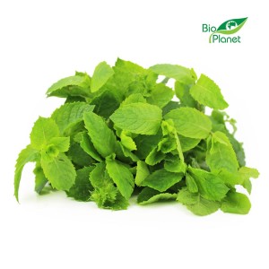 Mięta świeża BIO ( około 50g)