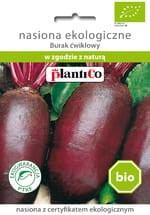 Burak ćwikłowy Cylindra nasiona BIO